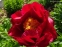 Півонія "Зе Макіно Гранд" (Paeonia "The Mackinac Grand")